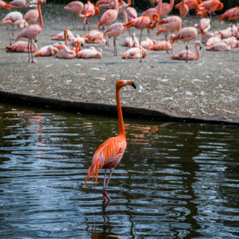 ZOO Praha